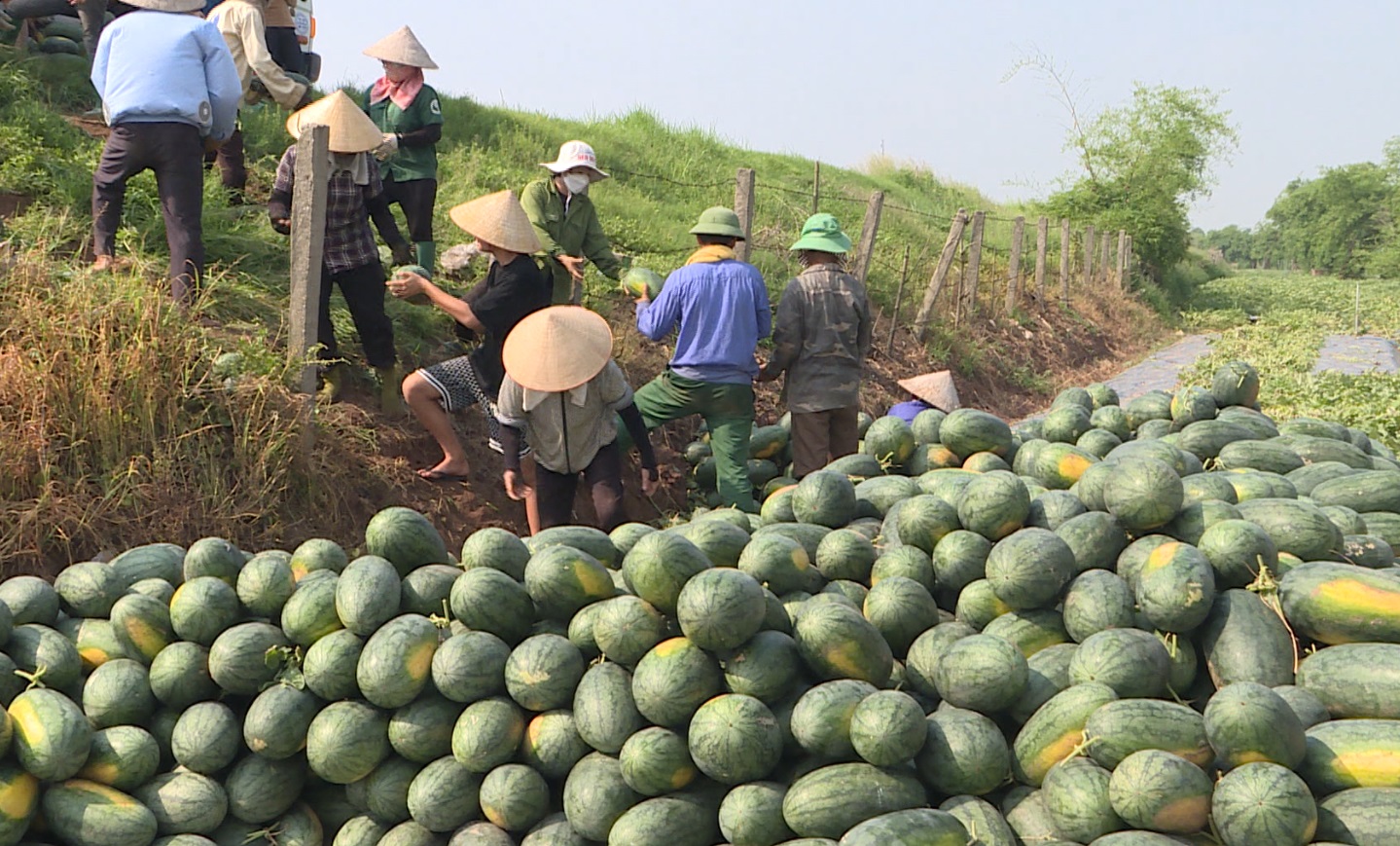 Dưa hấu được mùa, được giá nông dân Nam Sách phấn khởi